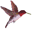 Colibri volant engagé pour réduire son empreinte carbone